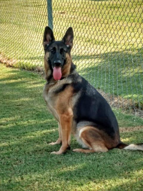 Heinerburg German Shepherds | Champion Malcolm - About Us